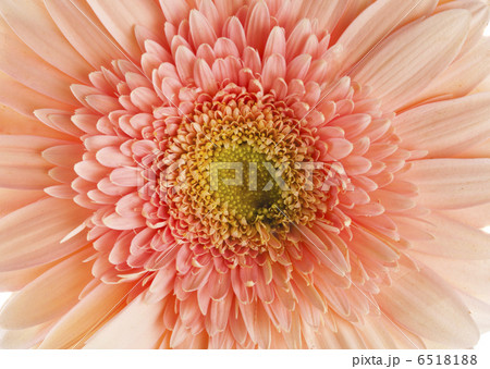 gerber flower isolated 6518188