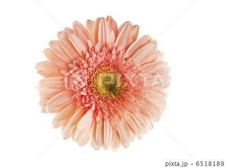 gerber flower isolated 6518189