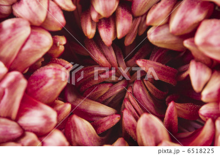 beauty color chrysanthemum flower beauty color chrysanthemum flower 6518225