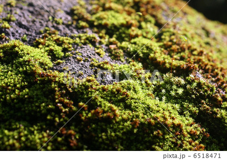 苔むす岩 6518471