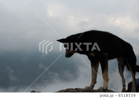 ワイナピチュ頂上から下界を見下ろす犬 6518559