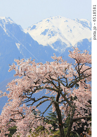 桜と残雪の中央アルプス南駒ケ岳 桜と残雪の中央アルプス南駒ケ岳 6518581