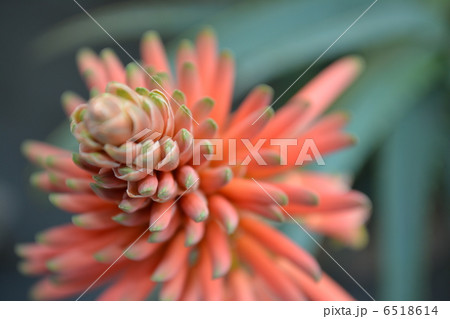 アロエの花５ 6518614