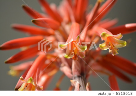 アロエの花１ 6518618