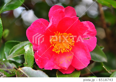 山茶花 山茶花 6518743