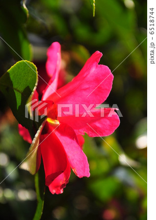 山茶花 山茶花 6518744