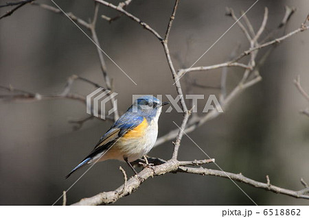 ルリビタキ ルリビタキ 6518862