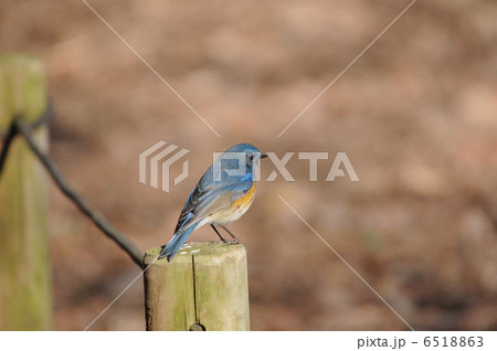 ルリビタキ 6518863