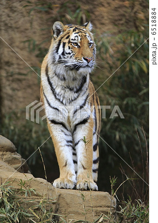 アムールトラ 6518884