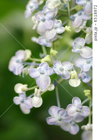 ウズアジサイ 6518972