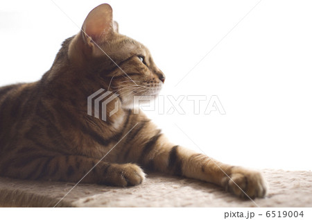 ベンガル猫 6519004