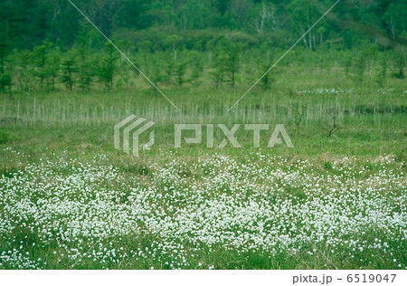 戦場ヶ原　ワタスゲの群生 6519047