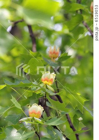 ユリノキの花 6519053