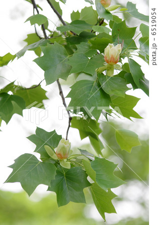 ユリノキの花 6519054