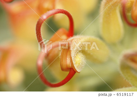 グレビレア 6519117