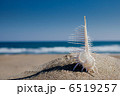 ホネガイと青空 6519257