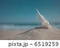 ホネガイと青空 6519259