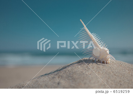 ホネガイと青空 6519259