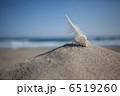ホネガイと青空 6519260