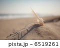 ホネガイと青空 6519261