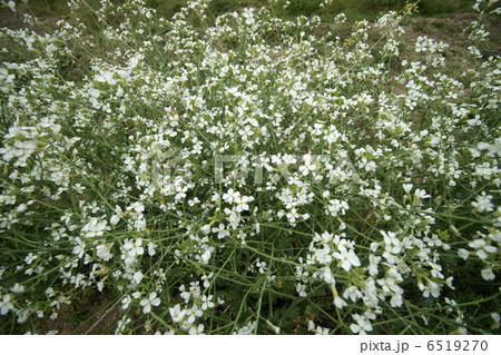 ダイコンの花 ダイコンの花 6519270
