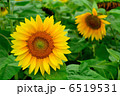 ヒマワリ 6519531
