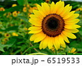 ヒマワリ 6519533