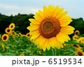ヒマワリ 6519534