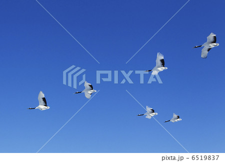 青空に舞う 6519837