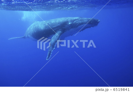 ザトウクジラ 6519841