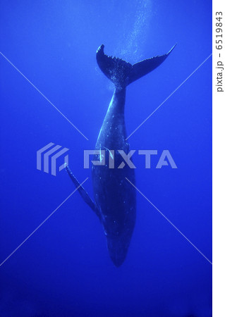 ザトウクジラの潜行 6519843