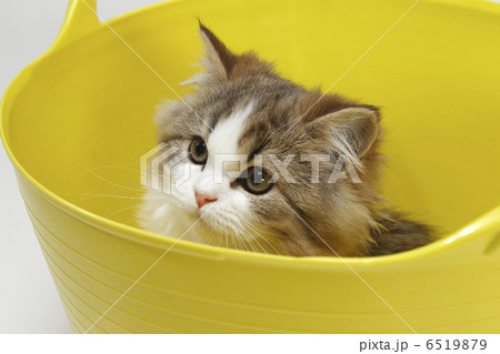 仔猫と黄色いかご 仔猫と黄色いかご 6519879