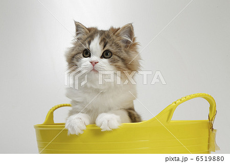 仔猫と黄色いかご 仔猫と黄色いかご 6519880