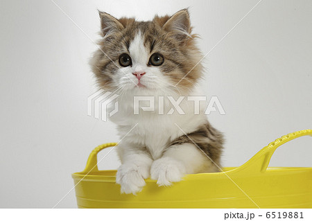 仔猫と黄色いかご 仔猫と黄色いかご 6519881