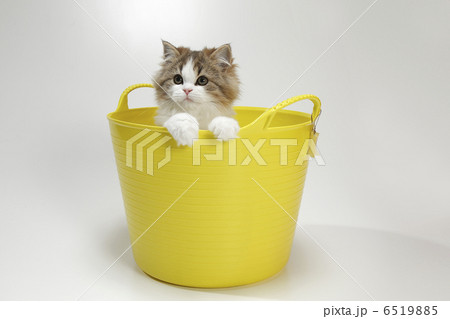 仔猫と黄色いかご 仔猫と黄色いかご 6519885