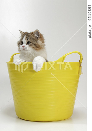 仔猫と黄色いかご 仔猫と黄色いかご 6519895