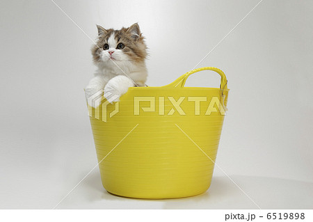 仔猫と黄色いかご 仔猫と黄色いかご 6519898