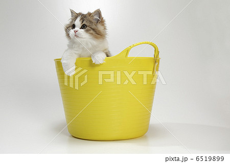 仔猫と黄色いかご 仔猫と黄色いかご 6519899