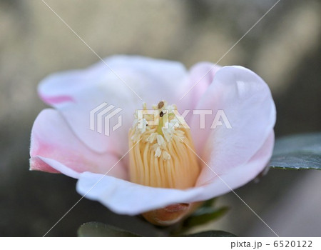 ツバキ　侘助 6520122