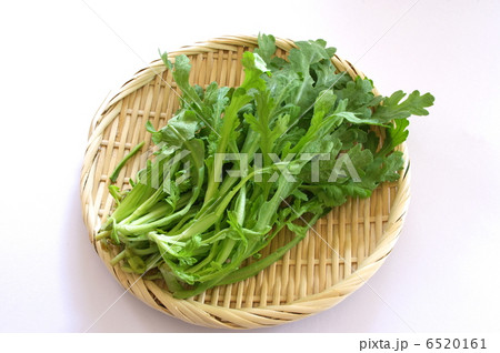 菊菜 6520161