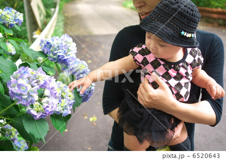 アジサイ アジサイ 6520643