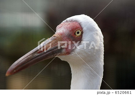 ソデグロヅル　 6520661