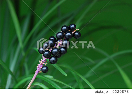 ヤブラン果実 6520878