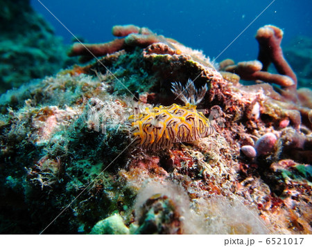 シロスジヒオドシウミウシ シロスジヒオドシウミウシ 6521017