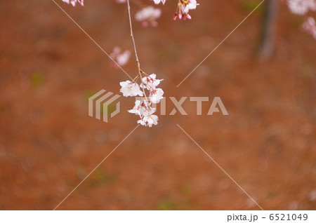 桜 6521049