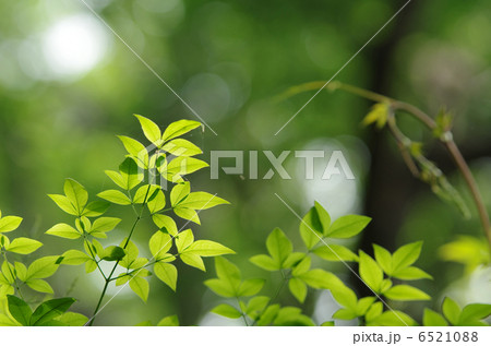 ナンテンの若葉 6521088