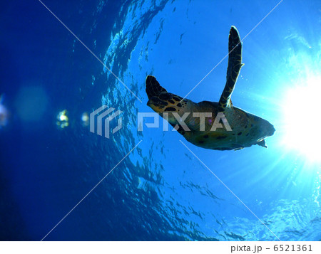 カメ　タイマイ　沖縄　海がめ　慶良間諸島　ダイビング 6521361