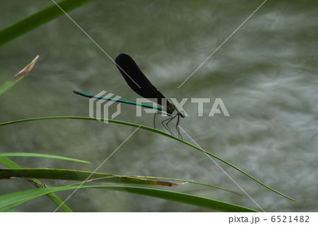 水辺のハグロトンボ 水辺のハグロトンボ 6521482