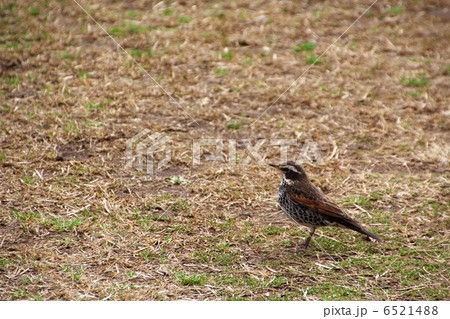 ツグミ ツグミ 6521488