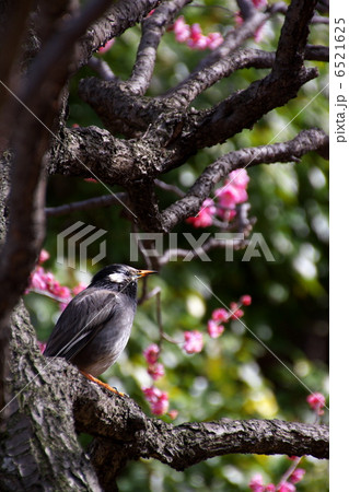 ウメムクドリ 6521625